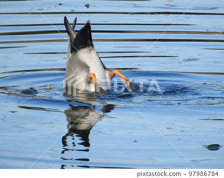 Mallard Handstand Foraging Mallard Handstand Foraging 97986784