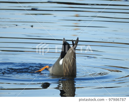 野鴨手倒立覓食 野鴨手倒立覓食 97986787