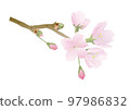 櫻花圖 97986832