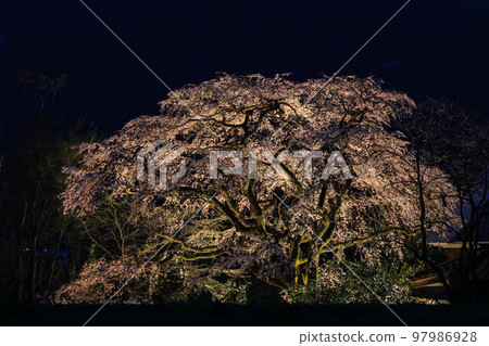 法壽寺的姫西垂櫻 法壽寺的姫西垂櫻 97986928