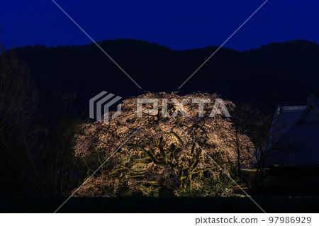 法壽寺的姫西垂櫻 法壽寺的姫西垂櫻 97986929