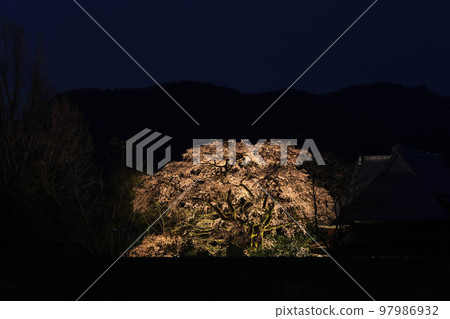 法壽寺的姫西垂櫻 法壽寺的姫西垂櫻 97986932