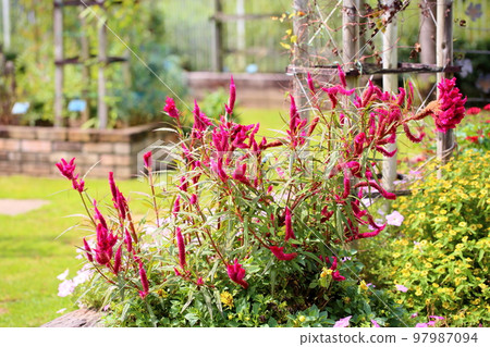 Flowers of Keito 97987094