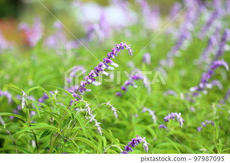 紫水晶鼠尾草花 97987095