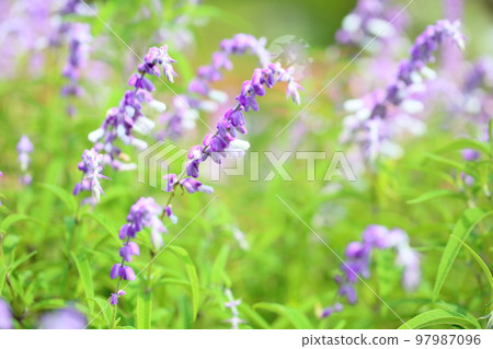 Amethyst Sage flowers 97987096