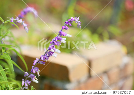 Amethyst Sage flowers 97987097