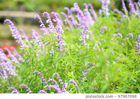 Amethyst Sage flowers Amethyst Sage flowers 97987098