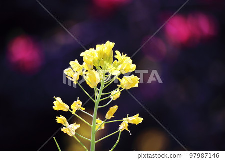 春天美麗的油菜花 97987146