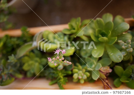 陽台栽培多肉植物 97987166