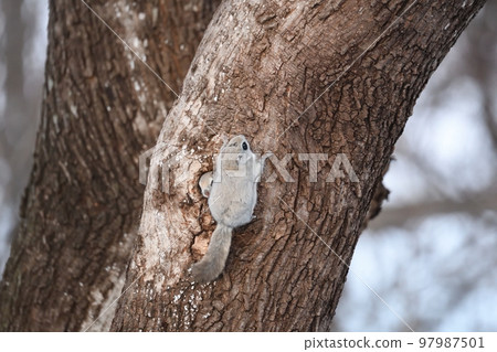 蝦夷飛鼠從樹洞裡出來 蝦夷飛鼠從樹洞裡出來 97987501