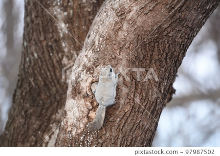 蝦夷飛鼠從樹洞裡出來 97987502