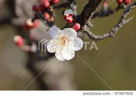 Plum blossom Plum blossom 97987800