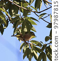 A bird 97987815