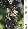 A bird 97987817