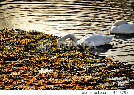 Swan in Kawashima Town, Saitama Prefecture 97987953