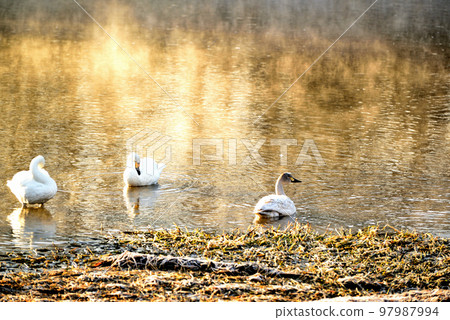 Swan in Kawashima Town, Saitama Prefecture Swan in Kawashima Town, Saitama Prefecture 97987994