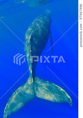Humpback whale Humpback whale 97987996