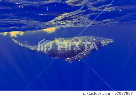 Humpback whale Humpback whale 97987997