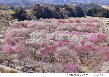 Bairin Bairin 97987998