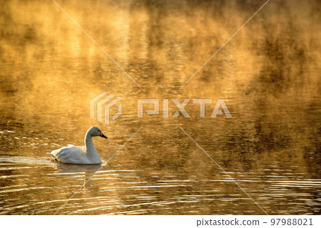 埼玉縣川島町的天鵝 97988021