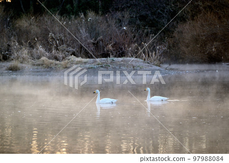 埼玉縣川島町的天鵝 97988084