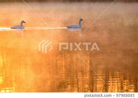 埼玉縣川島町的天鵝 97988085
