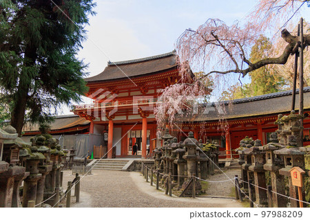 春日大社和櫻花“日本奈良” 97988209