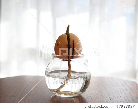 Hydroponic culture of avocado Hydroponic culture of avocado 97988857