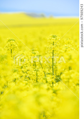 一邊強姦開花 97989243