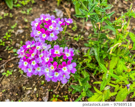 初夏漂亮的馬鞭草 97989518