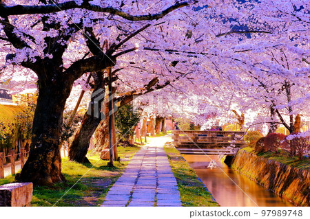 Way of Philosophy Cherry Blossoms 97989748