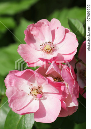 A macro shot of the flowers of the white and pink single-flowered rose "Rosa chinensis" under the sunlight. A macro shot of the flowers of the white and pink single-flowered rose "Rosa chinensis" under the sunlight. 97989902
