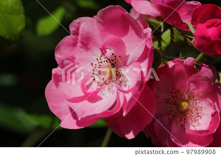 陽光下白色和粉紅色單花玫瑰“Rosa chinensis”花朵的微距照片。 97989908