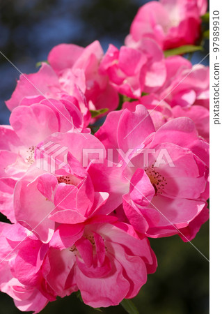 A macro shot of the flower clusters of the pink gradation rose 'Rosa chinensis' under the sunlight. A macro shot of the flower clusters of the pink gradation rose 'Rosa chinensis' under the sunlight. 97989910