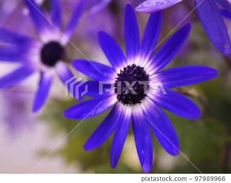 blue senetti 97989966