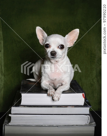 A small white beautiful dog of the Chihuahua breed lies on top of a small pyramid of books and carefully looks straight ahead. Black background of photo studio. A small white beautiful dog of the Chihuahua breed lies on top of a small pyramid of books and carefully looks straight ahead. Black background of photo studio. 97990210