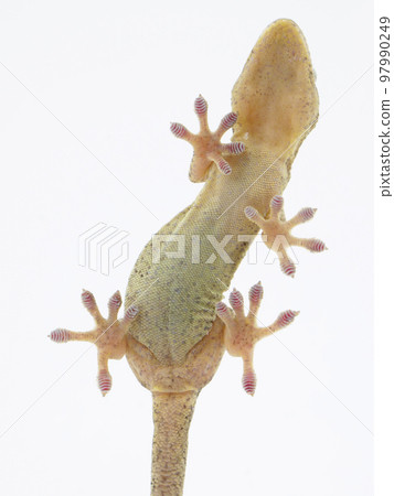 The back side of the Japanese gecko that sticks to the wall 97990249