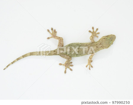 緊貼牆壁的側身日本壁虎 97990250