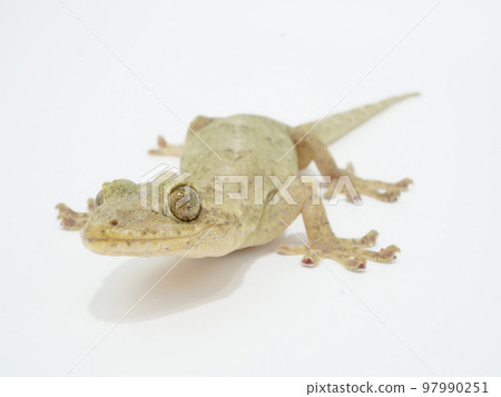 日本壁虎抬頭看東西 日本壁虎抬頭看東西 97990251