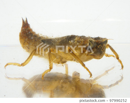 aquatic carnivorous insect 97990252