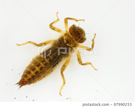 從上面看水中的蜻蜓 從上面看水中的蜻蜓 97990253