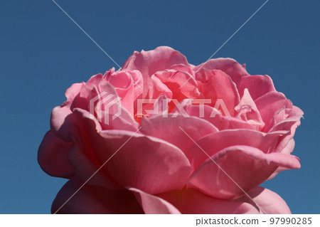 從仰望藍天的角度拍攝的大粉紅色玫瑰“Kasumi(日本產)”的花朵部分。 從仰望藍天的角度拍攝的大粉紅色玫瑰“Kasumi(日本產)”的花朵部分。 97990285
