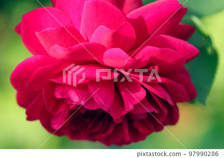 Macro close-up of a beautiful flower part of a deep red rose, classic multi-petaled petals. 97990286