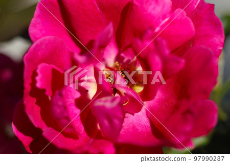 A macro shot of the red-pink, single-flowered 'Rosa chinensis' flower part under the sunlight. A macro shot of the red-pink, single-flowered 'Rosa chinensis' flower part under the sunlight. 97990287