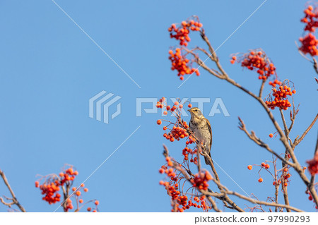 野生鳥類成分冬鵯 97990293