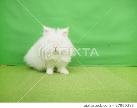 蓬鬆的白兔 蓬鬆的白兔 97990358