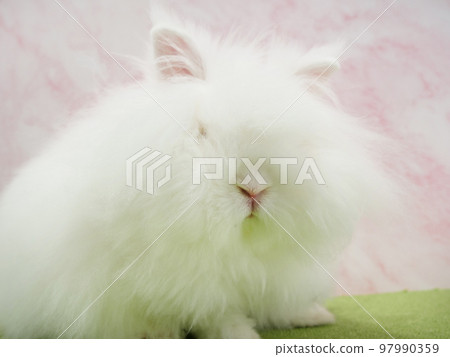 毛茸茸的小白兔 97990359