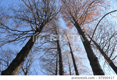 Metasequoia winter low angle Metasequoia winter low angle 97990417