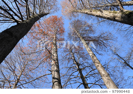Metasequoia winter low angle Metasequoia winter low angle 97990448