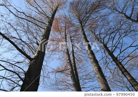 Metasequoia winter low angle Metasequoia winter low angle 97990450